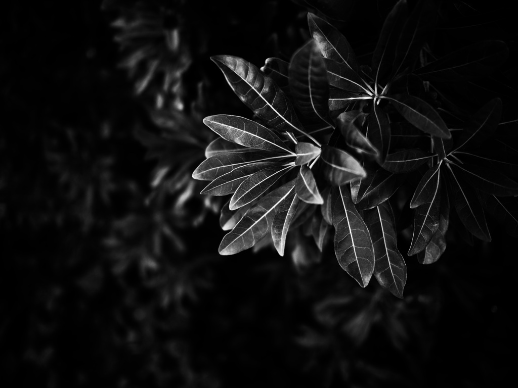 ヤマモモの葉（モノクロ）