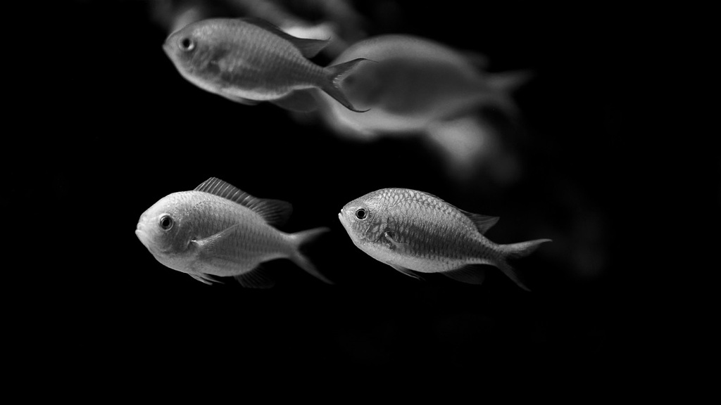 アクアリウムの生き物
