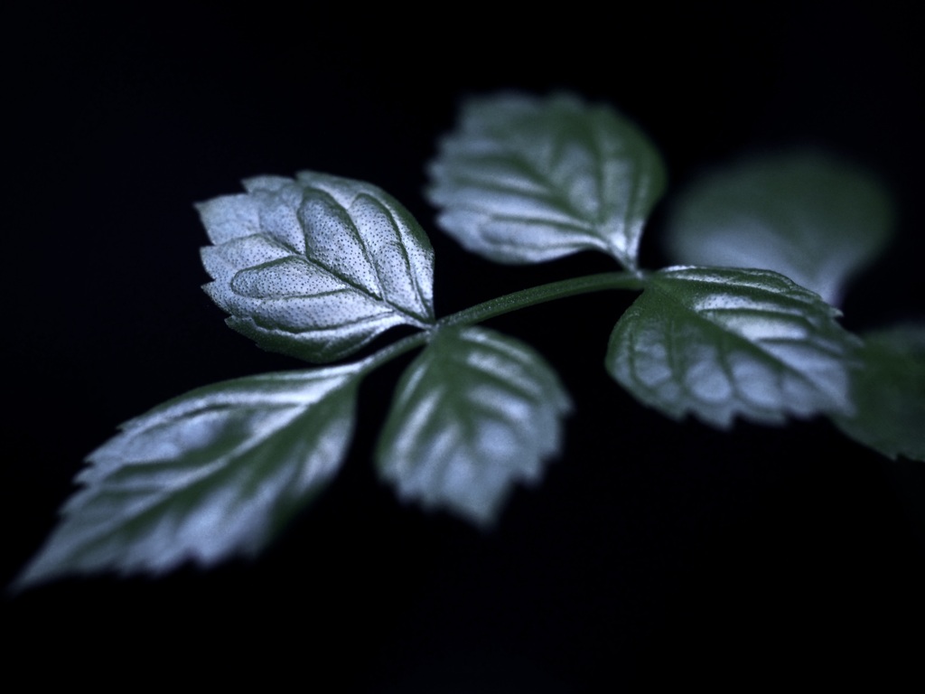 温室内の植物