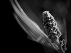 温室内の植物（モノクロ）