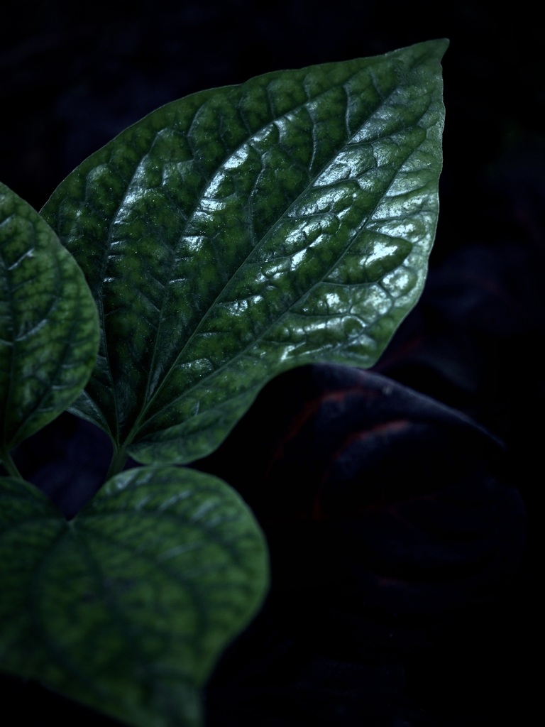温室内の植物
