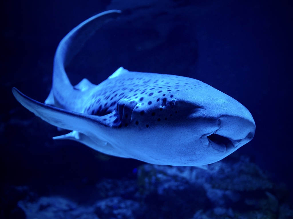 サメ・トラフザメ