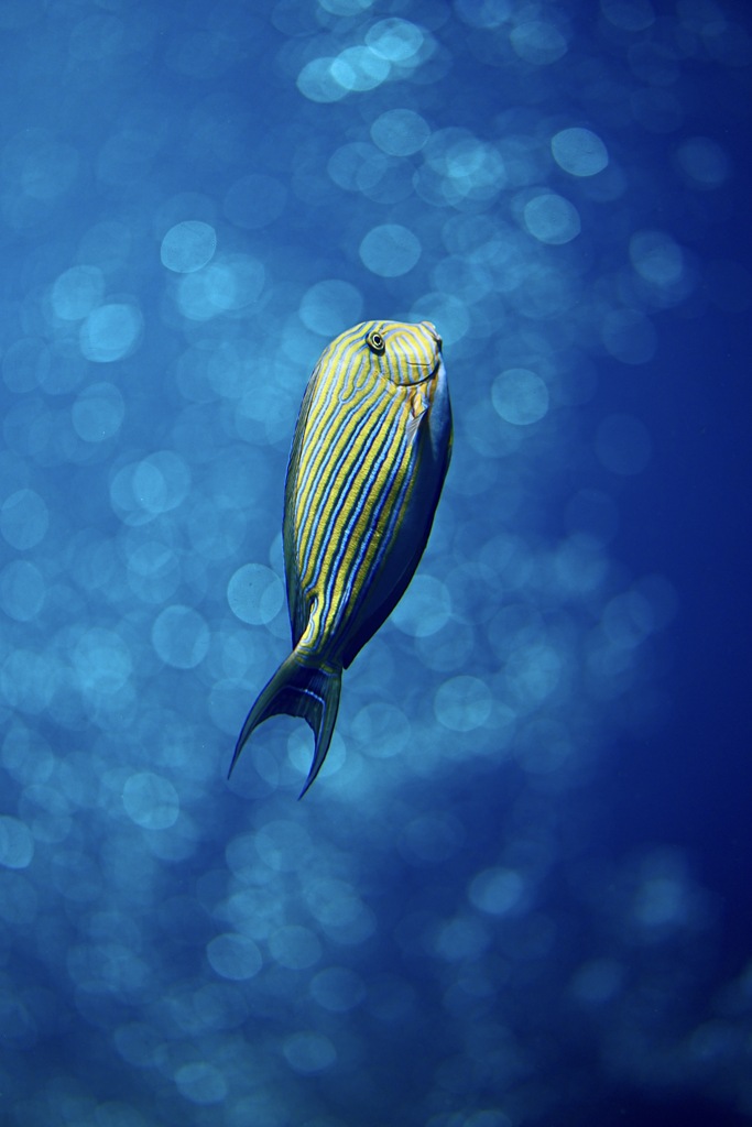 青い静寂の中で