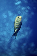 青い静寂の中で