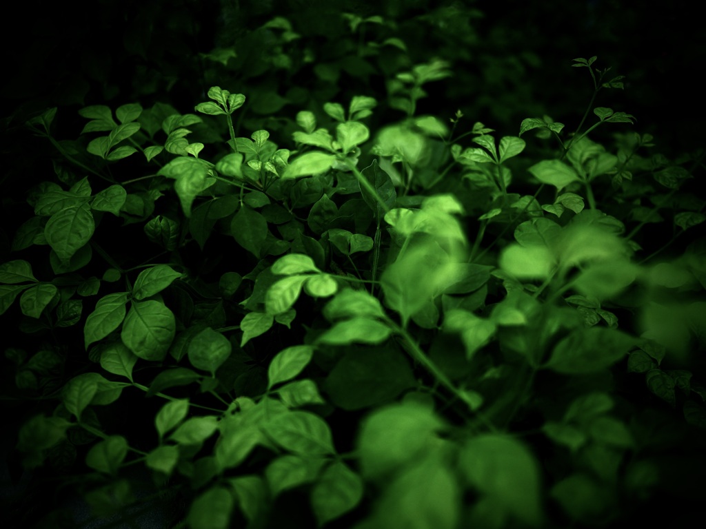 温室内の植物