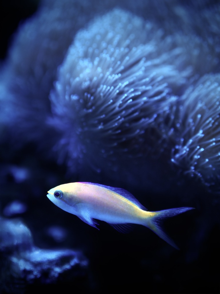 アクアリウムの生き物