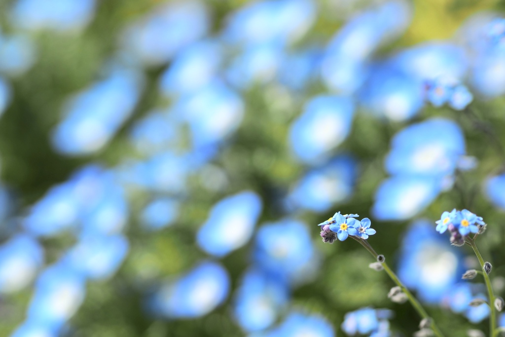 分け隔てなく