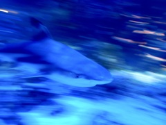 サメ・ツマグロ