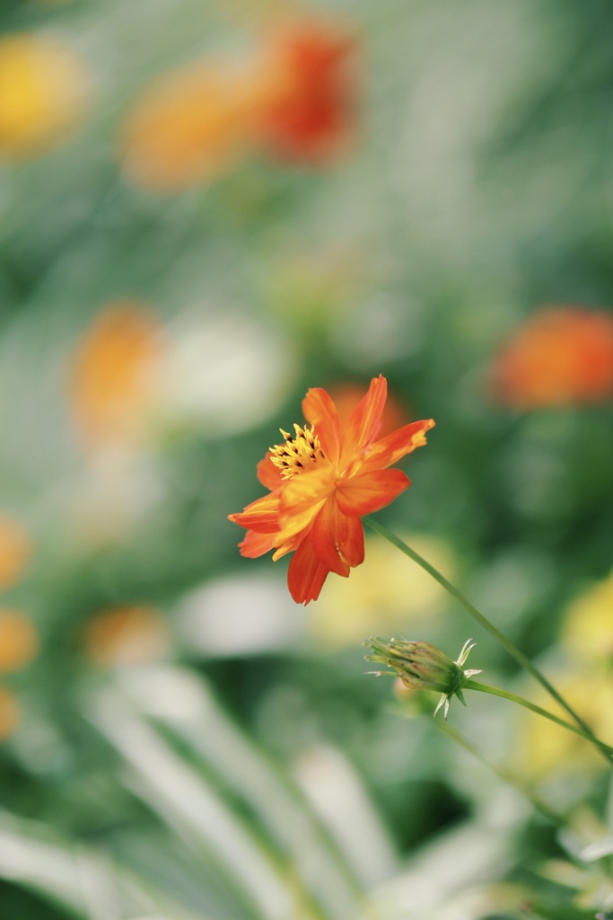 花 6
