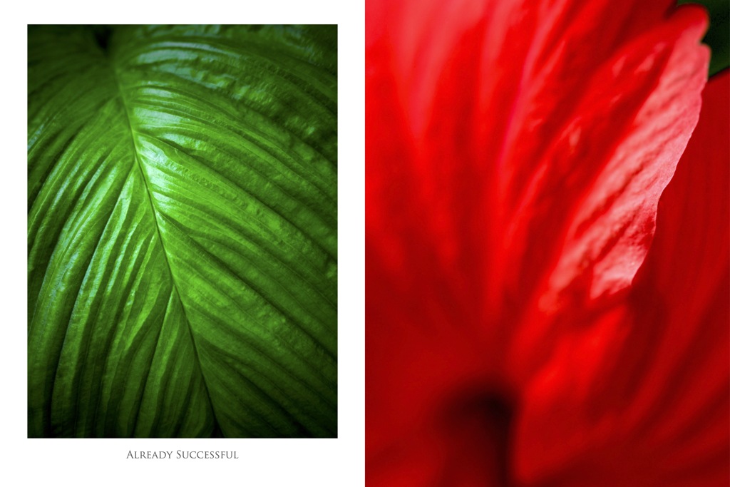 温室内の植物／ハイビスカス（組み写真）