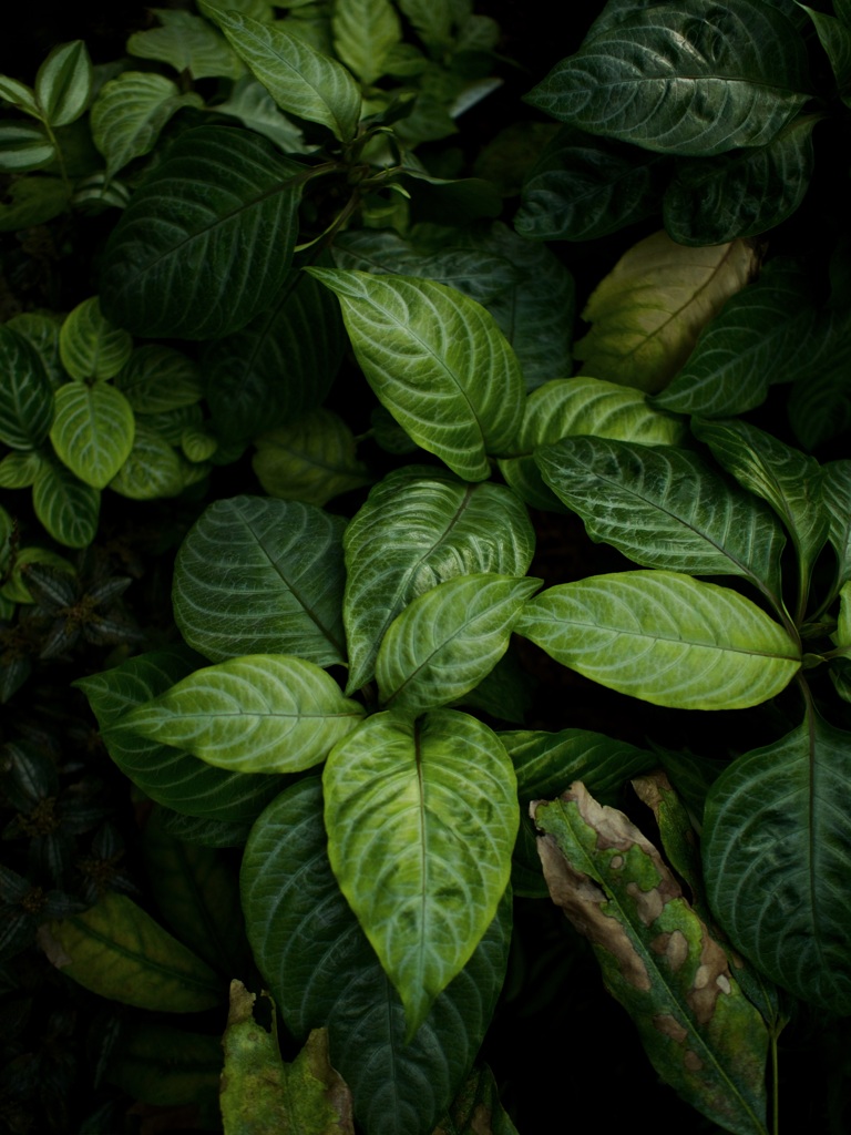 温室内の植物