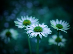 幻想の宝石