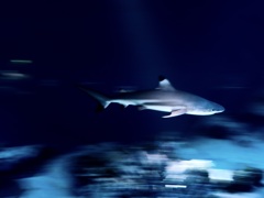 サメ・ツマグロ