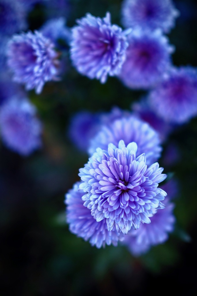 青い花