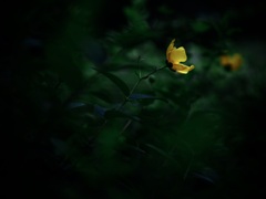 キンシバイ