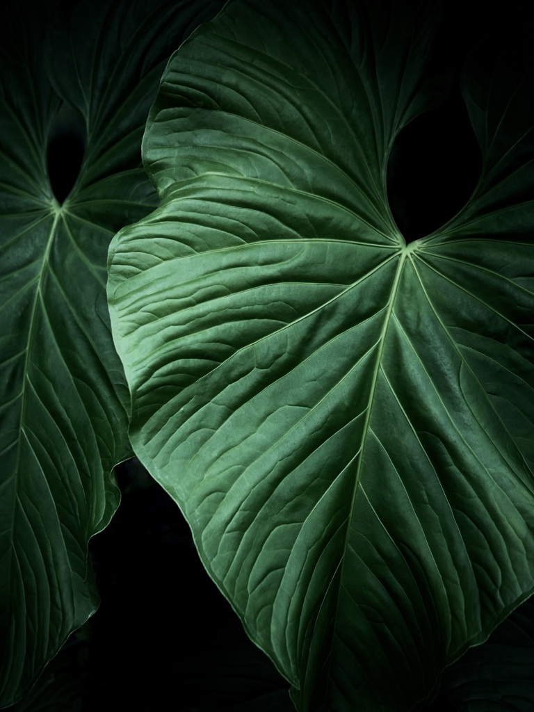 温室内の植物