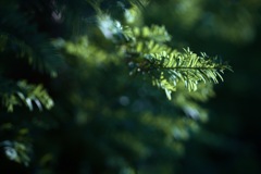 陽射しを求めて