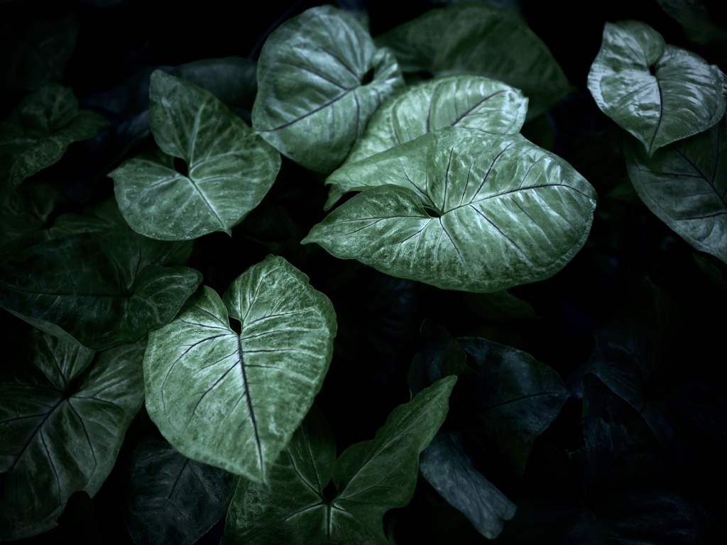 温室内の植物