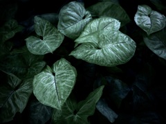 温室内の植物