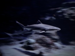 サメ・ツマグロ