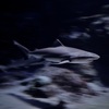 サメ・ツマグロ