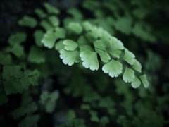 温室内の植物