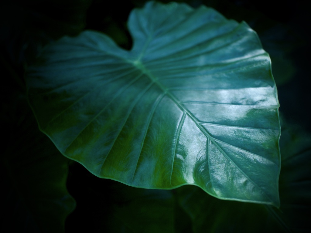 温室内の植物