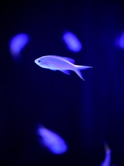 花びらのように舞うその姿は、水の中でしか咲かない花だった