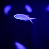 花びらのように舞うその姿は、水の中でしか咲かない花だった