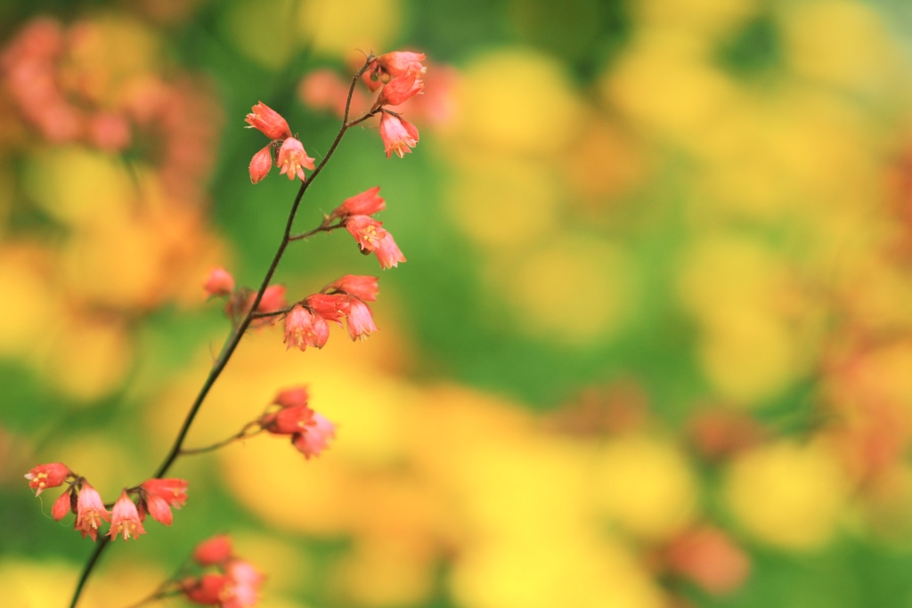 小さな赤い花 By Freehand Id 写真共有サイト Photohito