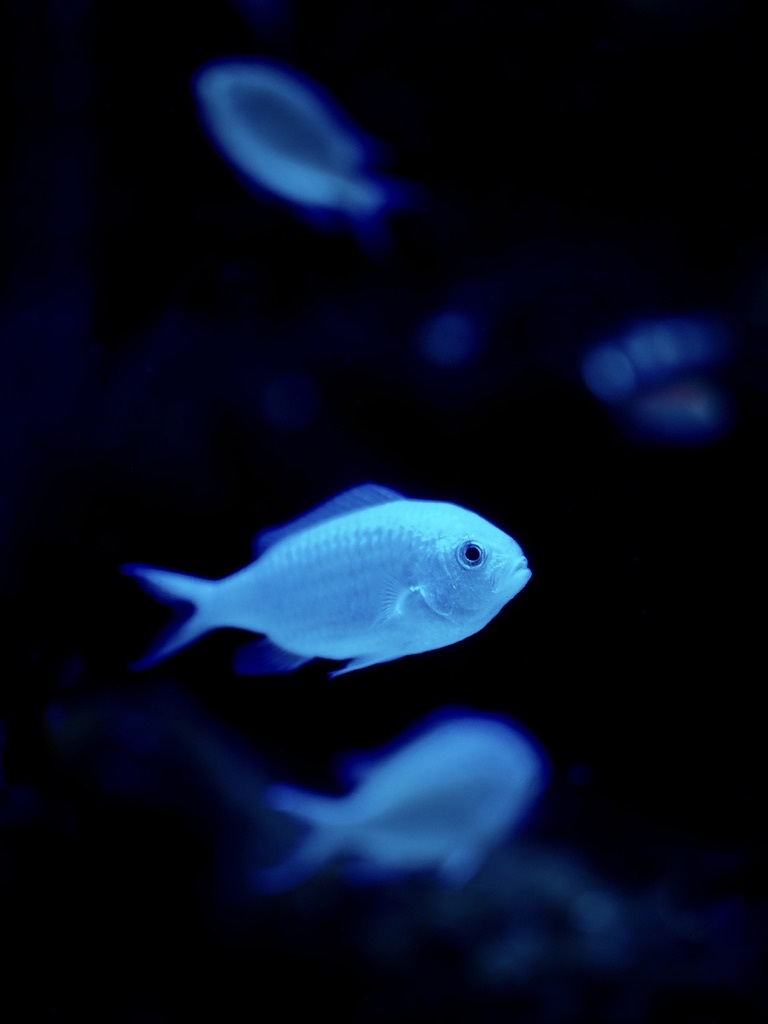 アクアリウムの生き物