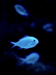 アクアリウムの生き物