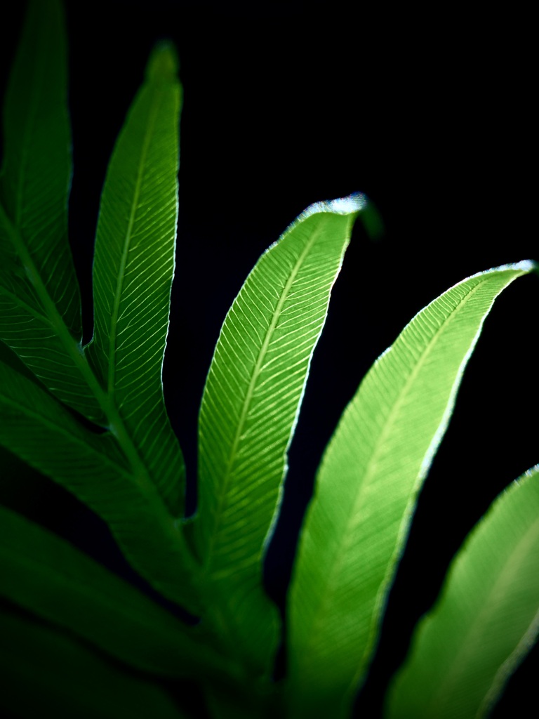 植物