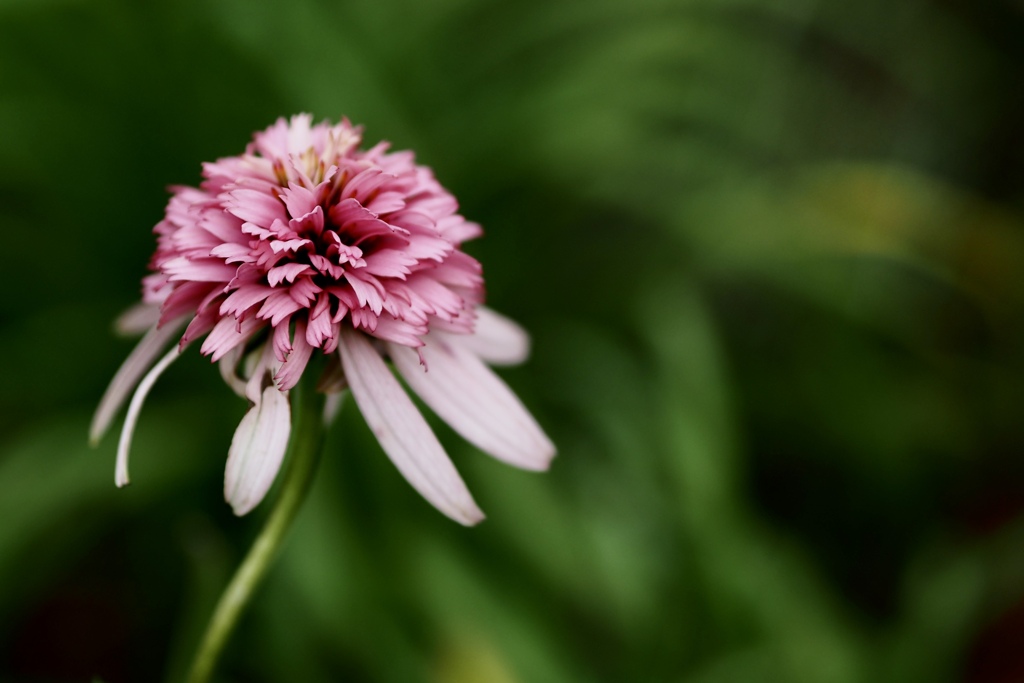 ピンク色の花