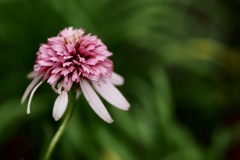 ピンク色の花