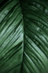 緑のパターン 緑のパターン