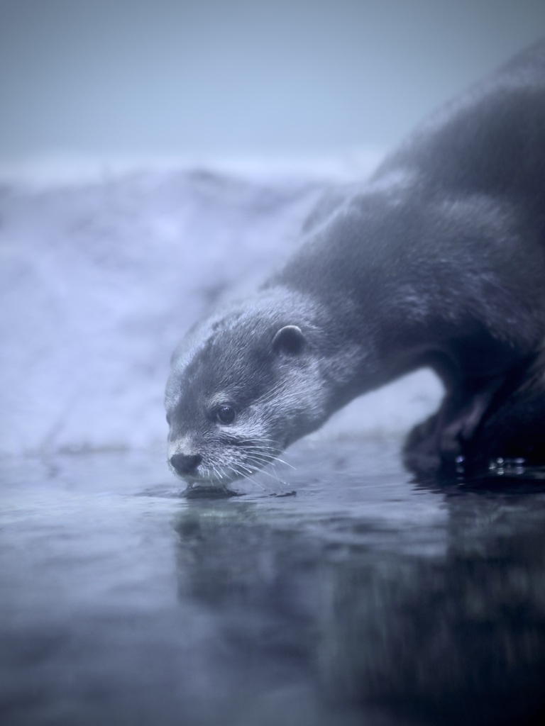 コツメカワウソ