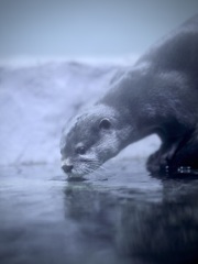 コツメカワウソ