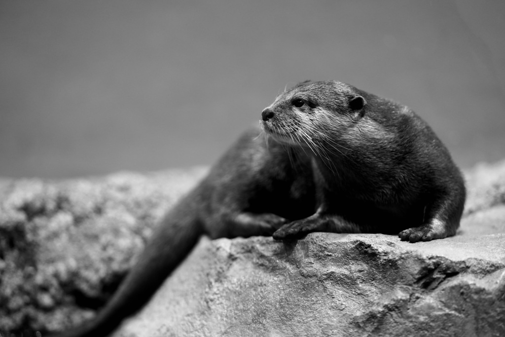 気になるものが