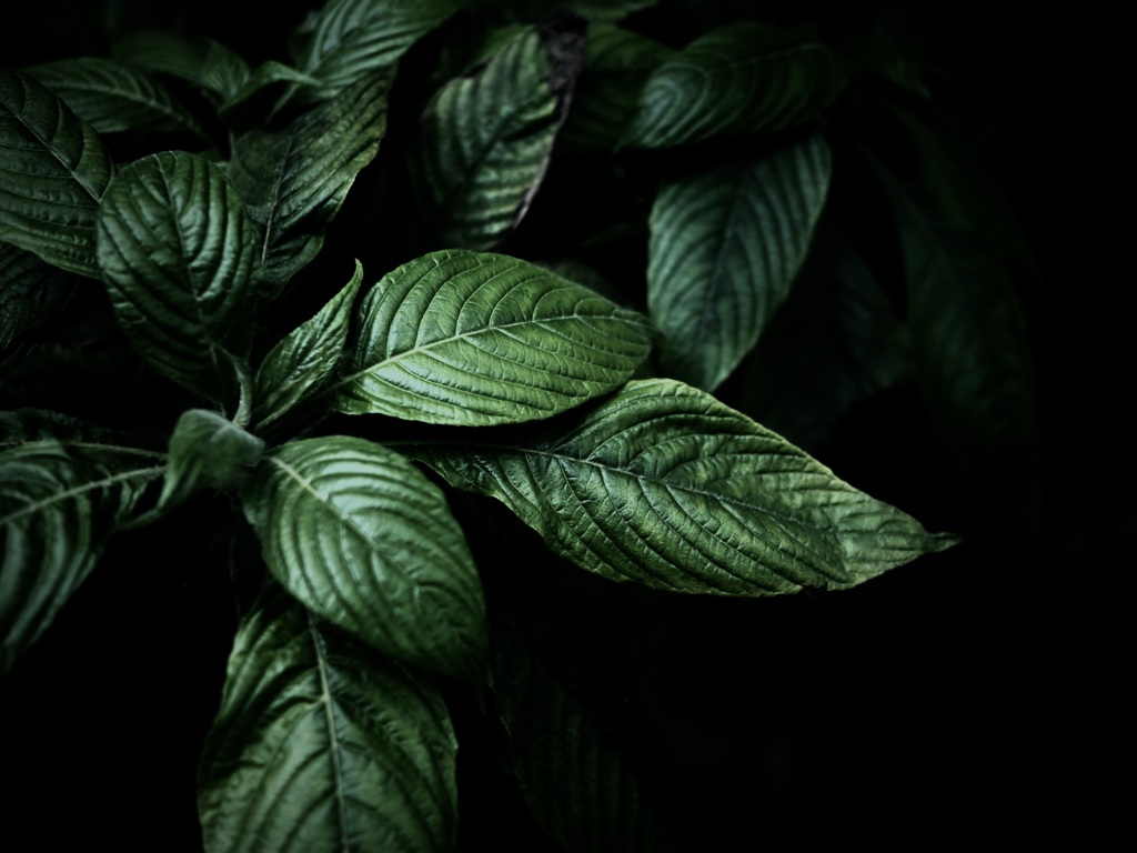 温室内の植物