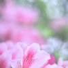 静かな、しかし豊かなツツジの姿