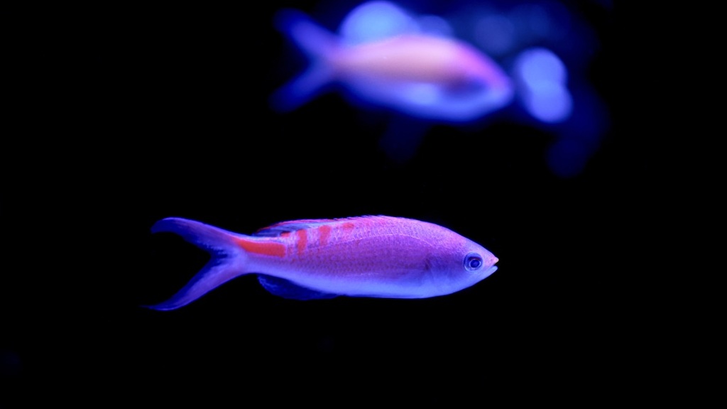 アクアリウムの生き物