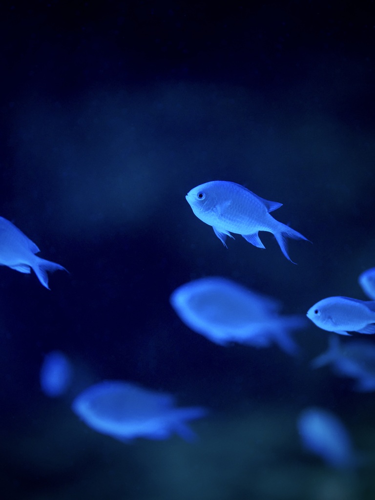 アクアリウムの生き物