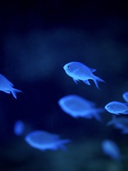 アクアリウムの生き物