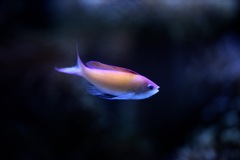 翻る光のグラデーション