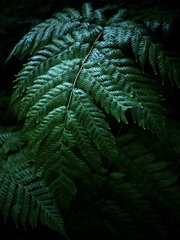 温室内の植物