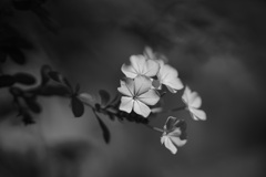 午後のささやき