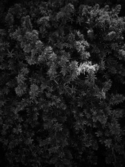 植物（モノクロ）