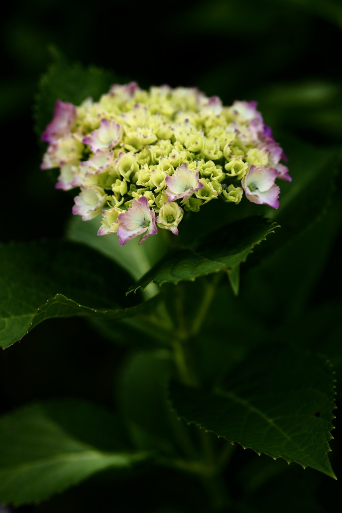 紫陽花の輝き