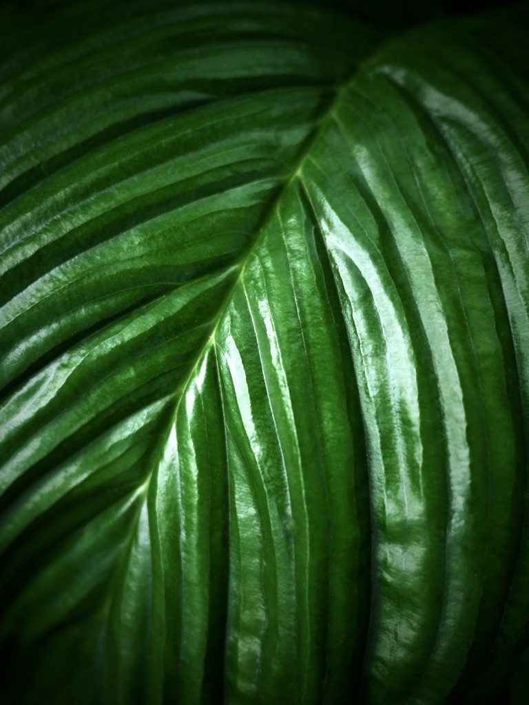 温室内の植物